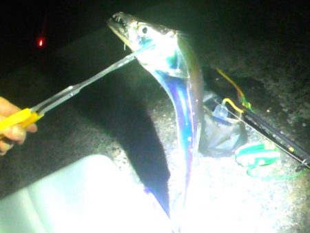 太刀魚　連日釣果がありすぎて載せきれません…